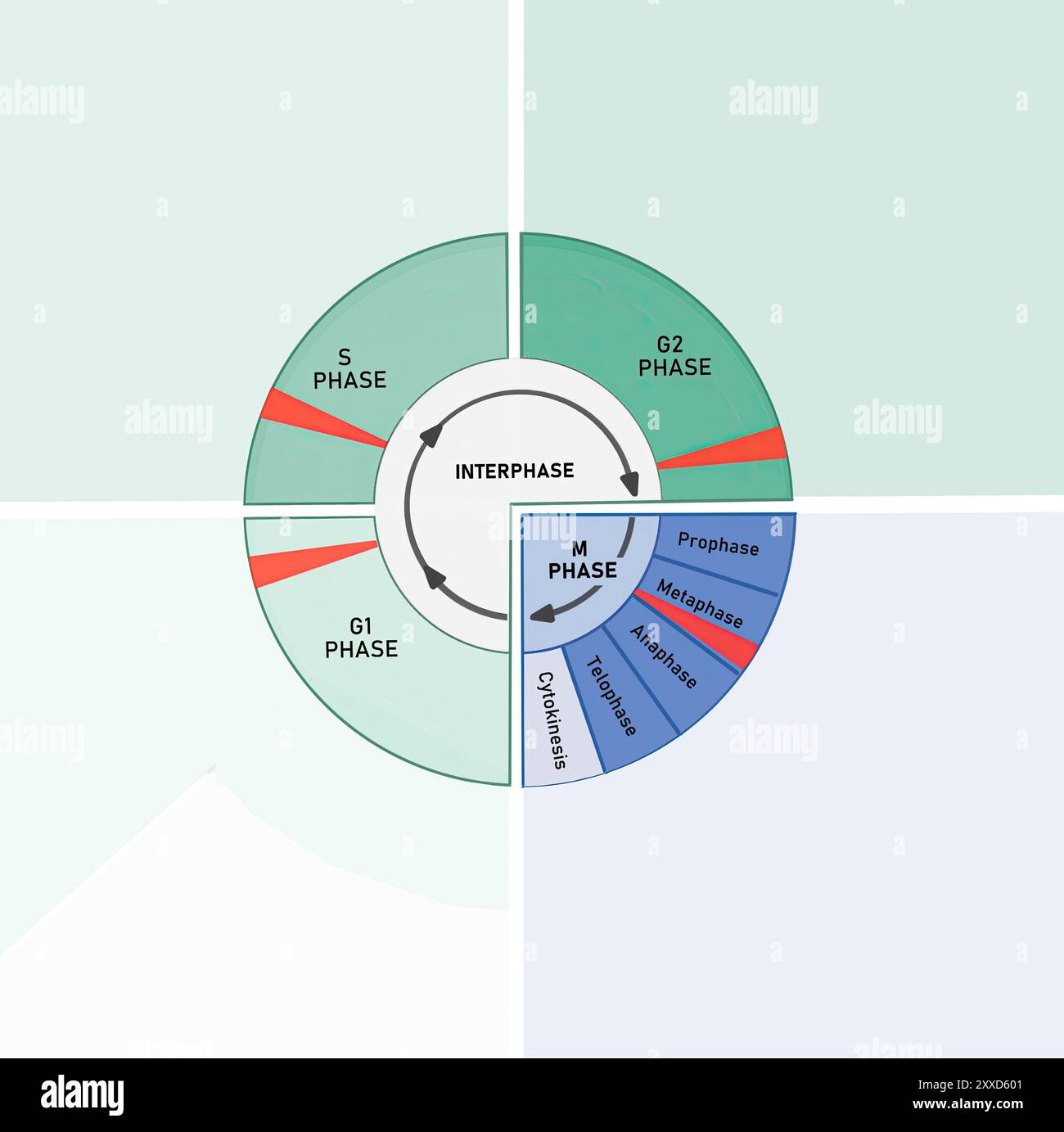 Prüfpunkte für Zellzyklus, Abbildung. Der Zellzyklus besteht aus der Interphase (G1-, S- und G2-Phasen), gefolgt von der mitotischen Phase (Mitose und Zytokinese) und der G0-Phase. Stockfoto