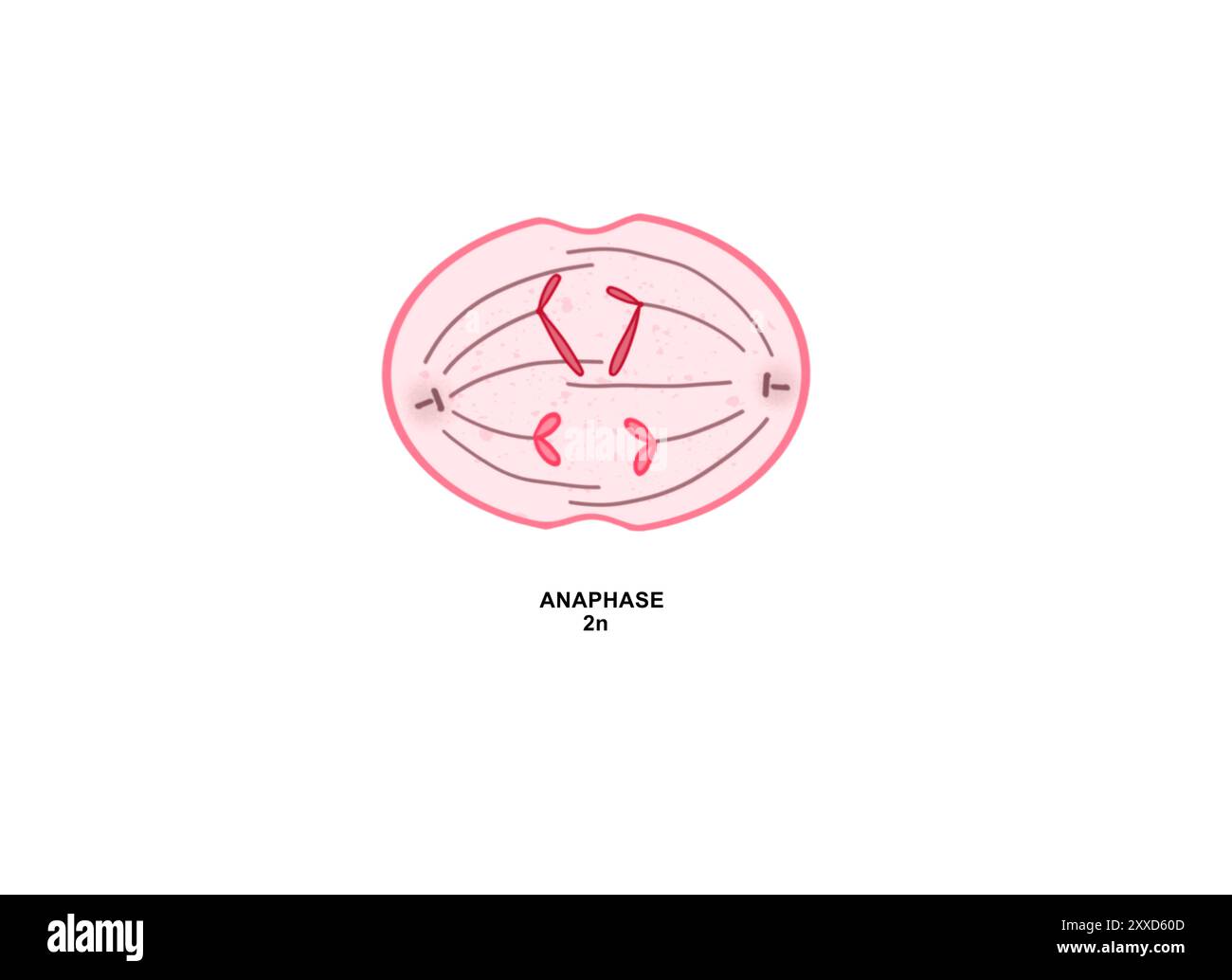 Anaphase, Abbildung. Anaphase ist die vierte Phase der Mitose, bei der das im Zellkern einer Mutterzelle enthaltene duplizierte genetische Material in zwei identische Tochterzellen aufgespalten wird. Stockfoto