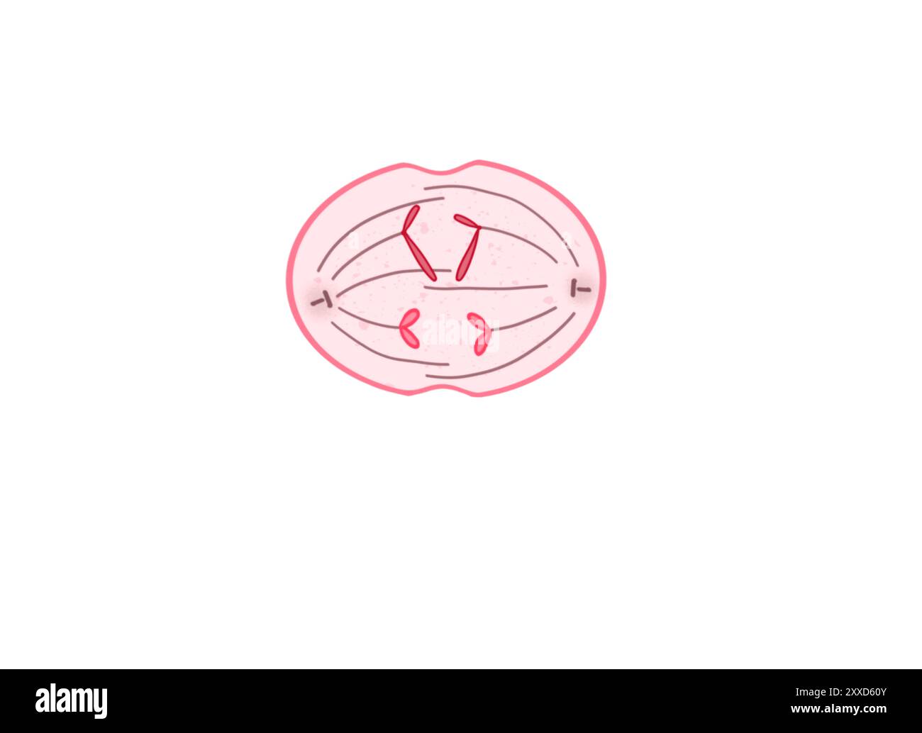 Anaphase, Abbildung. Anaphase ist die vierte Phase der Mitose, bei der das im Zellkern einer Mutterzelle enthaltene duplizierte genetische Material in zwei identische Tochterzellen aufgespalten wird. Stockfoto