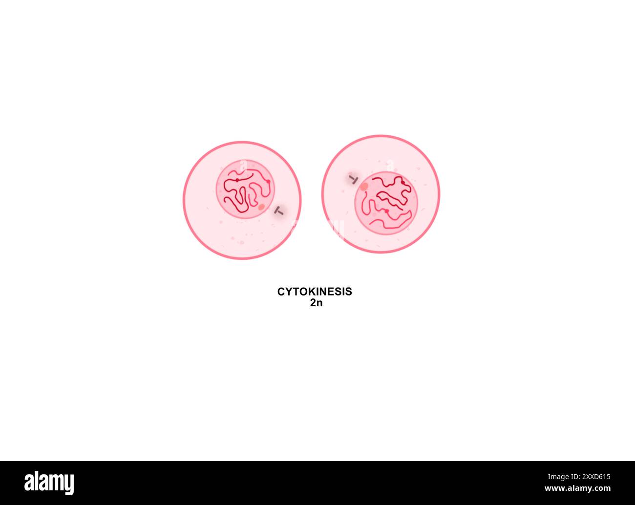 Zytokinese, Illustration. Die Zytokinese ist der physikalische Prozess der Zellteilung, bei dem das Zytoplasma einer Elternzelle in zwei Tochterzellen aufgeteilt wird. Stockfoto