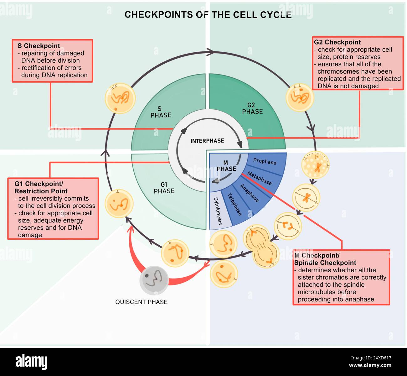 Prüfpunkte für Zellzyklus, Abbildung. Der Zellzyklus besteht aus der Interphase (G1-, S- und G2-Phasen), gefolgt von der mitotischen Phase (Mitose und Zytokinese) und der G0-Phase. Stockfoto