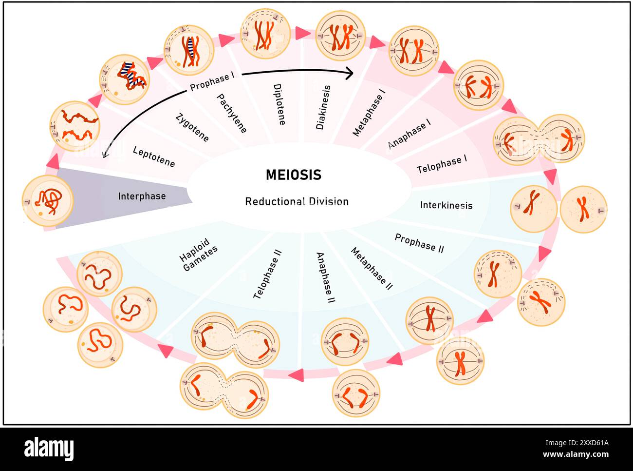 Meiose, Illustration. Meiose ist der Prozess, bei dem sich eine einzelne Zelle zweimal teilt und vier haploide Tochterzellen bildet. Stockfoto