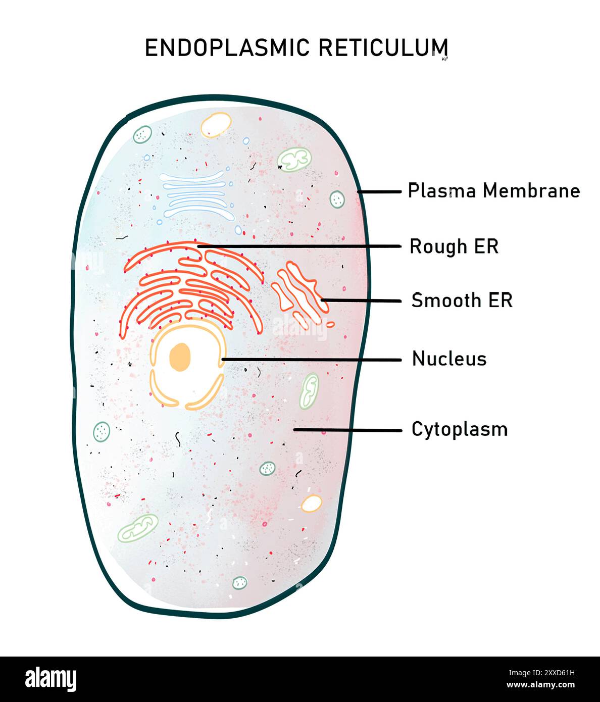Endoplasmatisches Retikulum, Illustration. Das endoplasmatische Retikulum (er) ist ein dynamisches Zellorganell, das zwei Typen haben kann: Welkraues endoplasmatisches Retikulum (RER) oder glattes endoplasmatisches Retikulum (SER). Beide bestehen aus einem kontinuierlichen System von flachen Tubuli und Säckchen, die durch eine einzige Membran gebunden sind. Endoplasmatisches Retikulum erfüllt viele Funktionen, einschließlich Proteinsynthese und -Faltung, Lipidsynthese und Kalziumspeicherung. Stockfoto