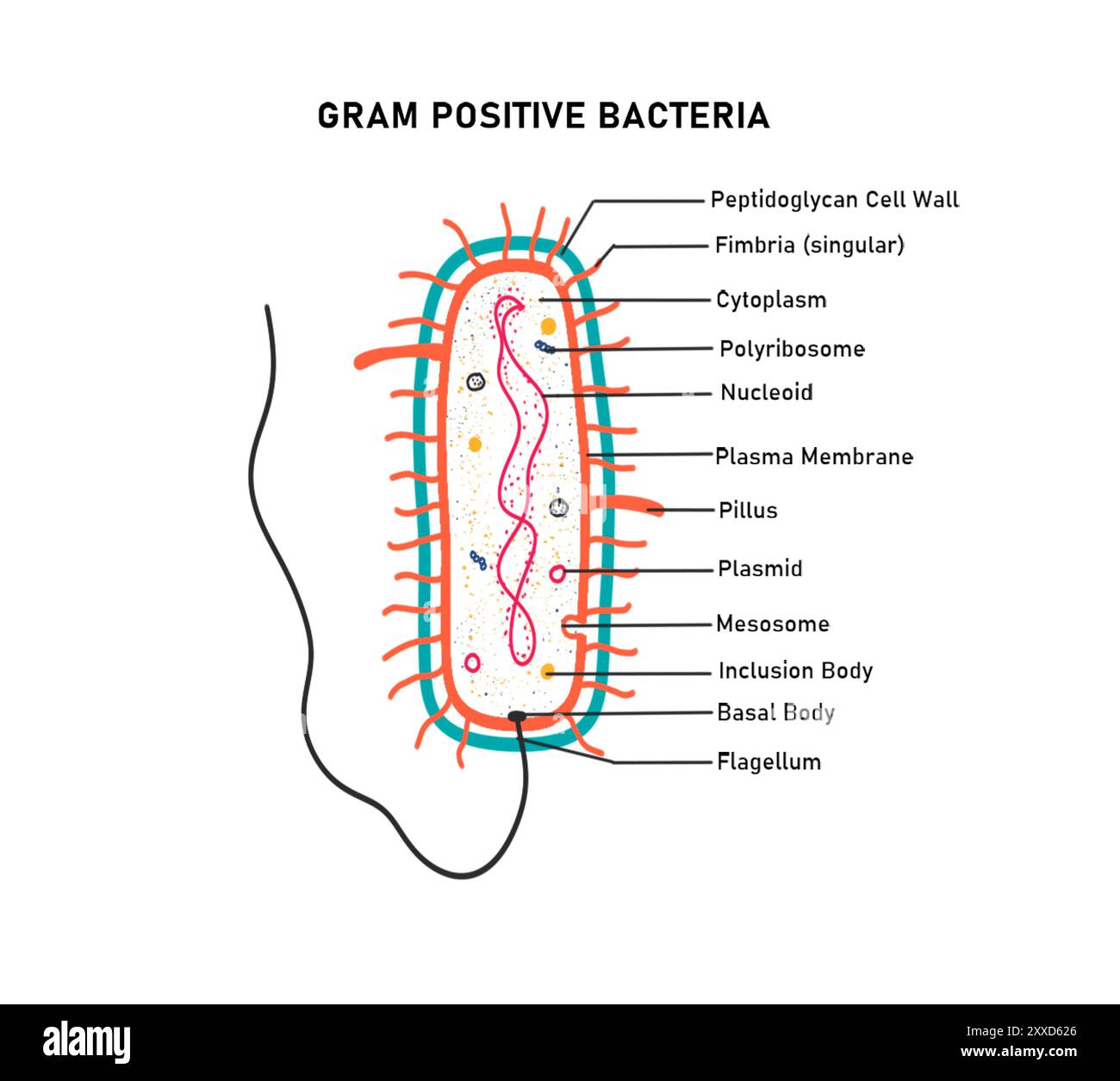Gramm-positives Bakterium, Illustration. Gram-positive Bakterien zeichnen sich durch das Vorhandensein einer mehrschichtigen Peptidoglykan-Zellwand aus, die nach der Gram-Färbung violett erscheint. Stockfoto