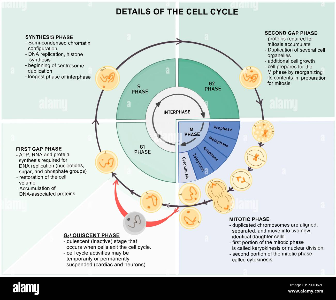 Zellzyklus, Abbildung. Der Zellzyklus besteht aus der Interphase (G1-, S- und G2-Phasen), gefolgt von der mitotischen Phase (Mitose und Zytokinese) und der G0-Phase. Stockfoto