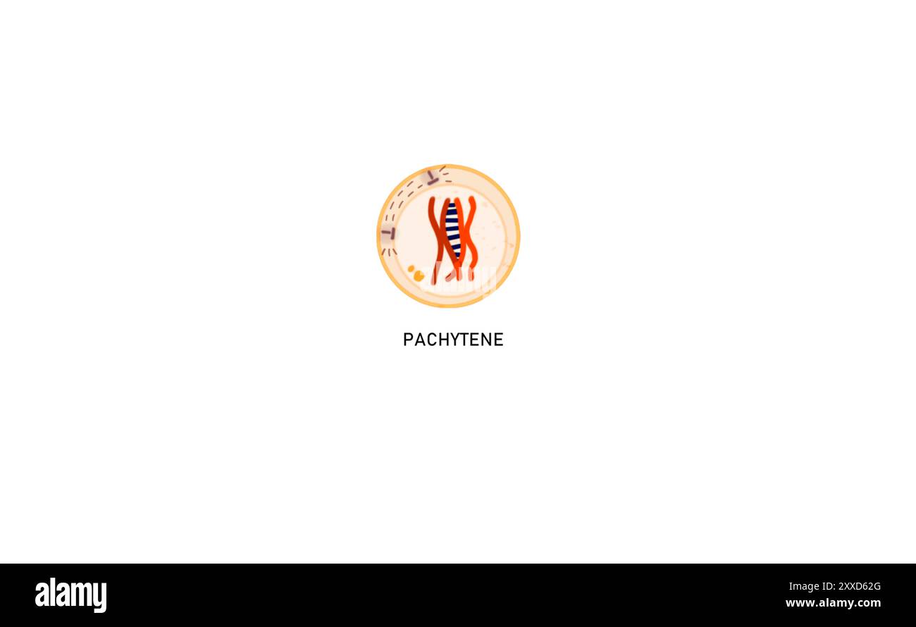 Meiosis I Prophase I Pachyten, Illustration. Während Pachyten erfolgt der Austausch von Chromosomenmaterial zwischen maternalen und väterlichen homologen Chromosomen durch Überkreuzung. Stockfoto