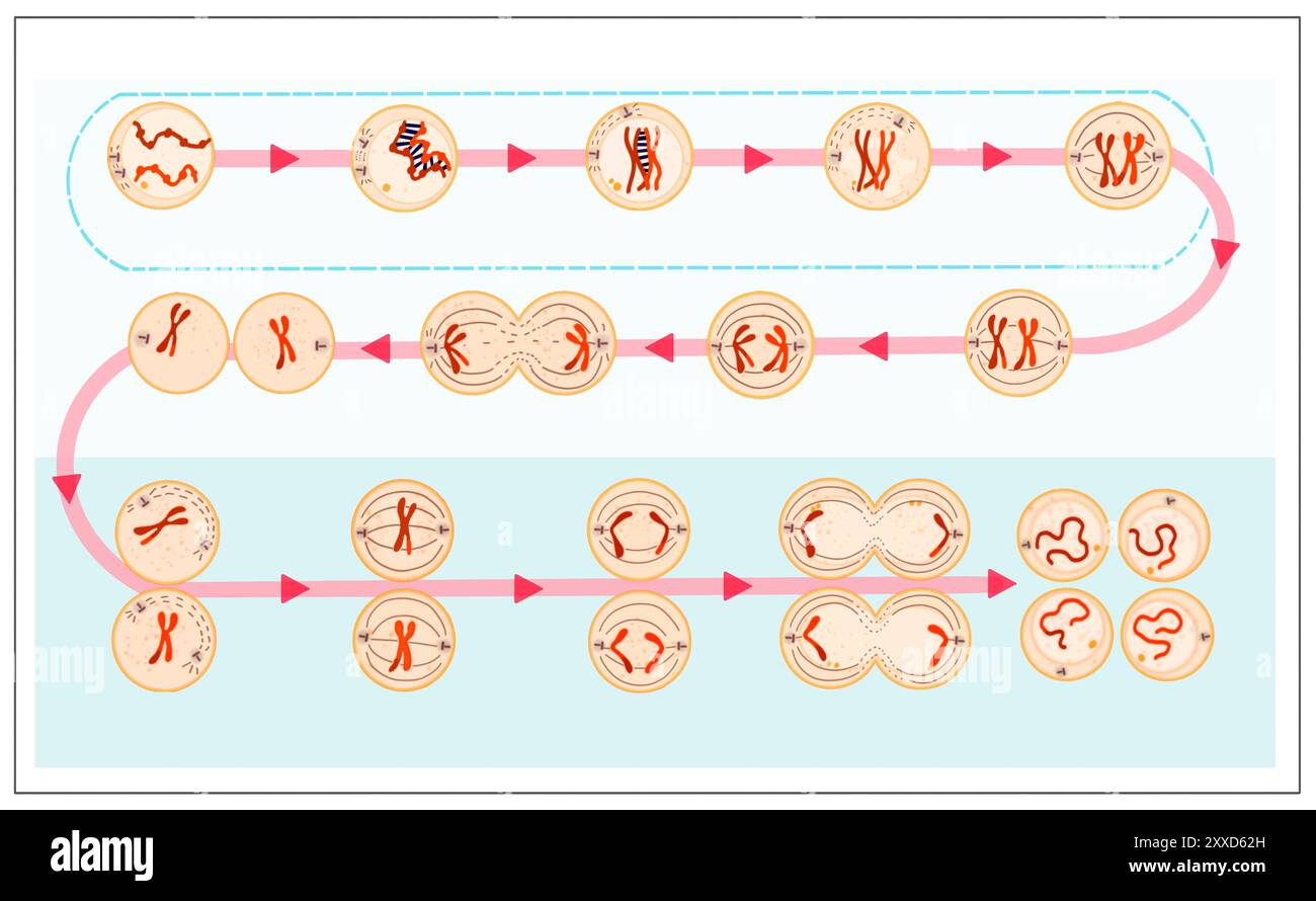 Meiose, Illustration. Meiose ist der Prozess, bei dem sich eine einzelne Zelle zweimal teilt und vier haploide Tochterzellen bildet. Stockfoto