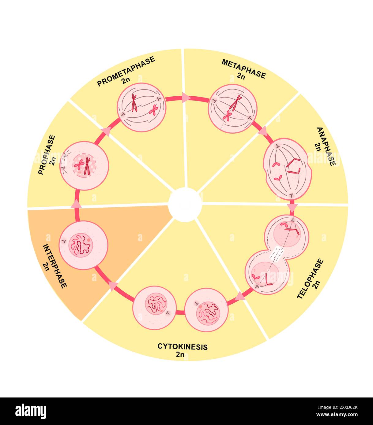 Mitose, Illustration. Mitose ist der Prozess, bei dem eine Zelle ihre Chromosomen repliziert und sie dann trennt, wobei zwei identische Kerne zur Vorbereitung der Zellteilung entstehen. Stockfoto