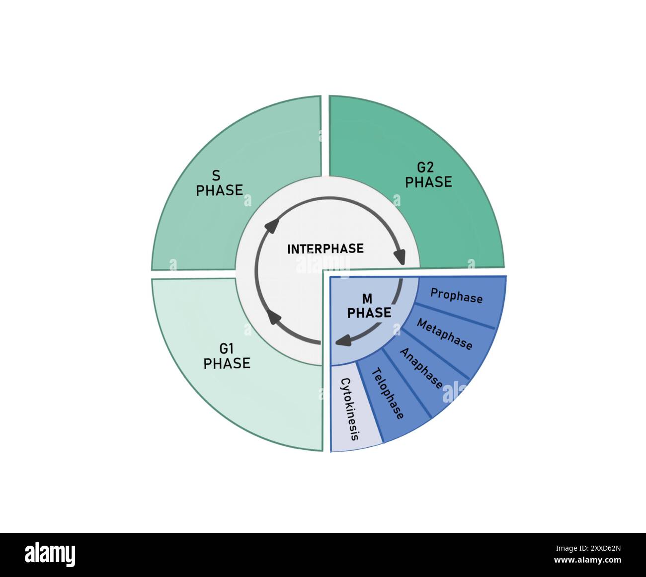 Zellzyklus, Abbildung. Der Zellzyklus besteht aus der Interphase (G1-, S- und G2-Phasen), gefolgt von der mitotischen Phase (Mitose und Zytokinese) und der G0-Phase. Stockfoto