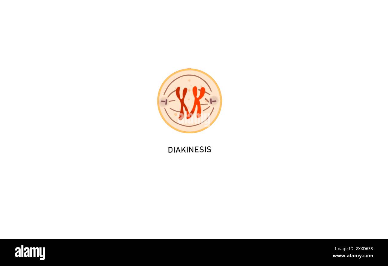 Meiosis I Prophase-I-Diakinese, Illustration. Die Diakinese ist das letzte Stadium der Meiose-Prophase I (ein fünfstufiger Prozess). Die Diakinese ist durch eine Chiasmatenterminalisierung gekennzeichnet. Stockfoto