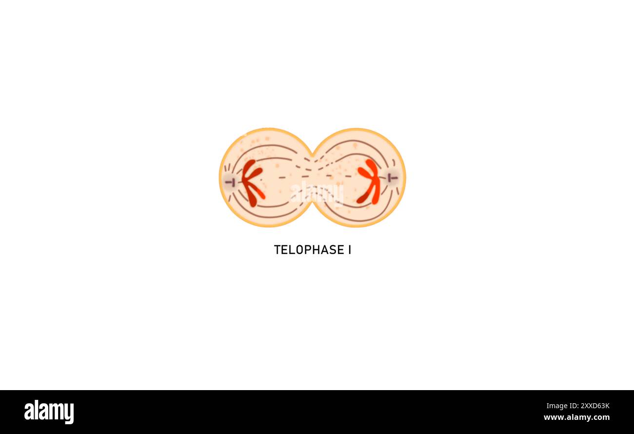 Meiosis I Telophase I, Illustration. Während der Telophase sind die Chromosomen im Kern eingeschlossen. Die Zelle unterläuft dann eine Zytokinese, die das Zytoplasma der ursprünglichen Zelle in zwei Tochterzellen teilt. Stockfoto