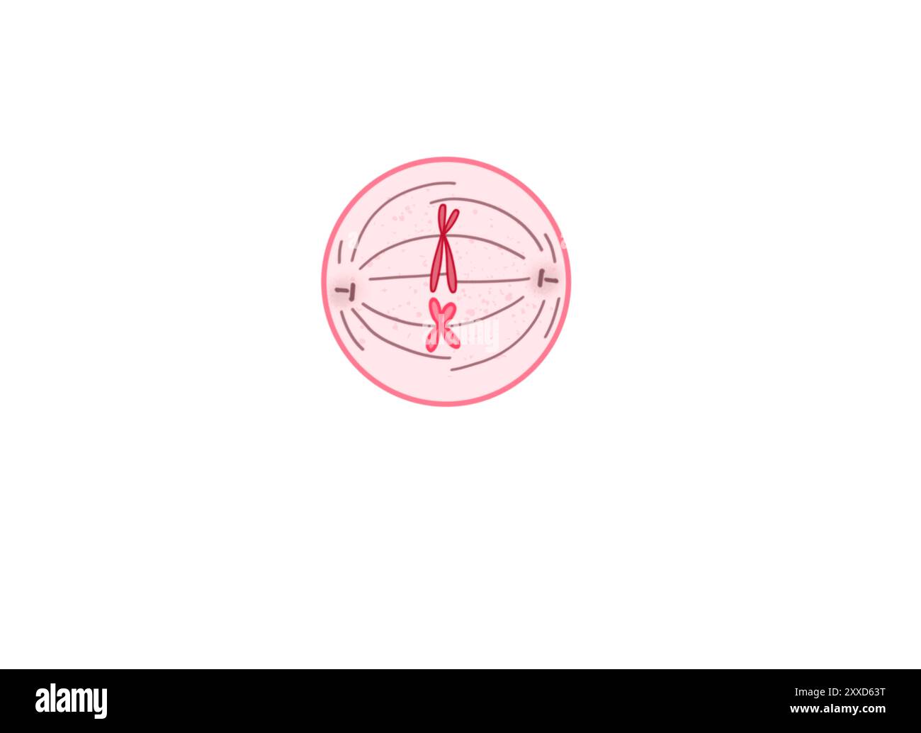 Metaphase, Illustration. Metaphase ist die dritte Phase der Mitose, bei der dupliziertes genetisches Material, das im Zellkern einer Mutterzelle getragen wird, in zwei identische Tochterzellen getrennt wird. Stockfoto