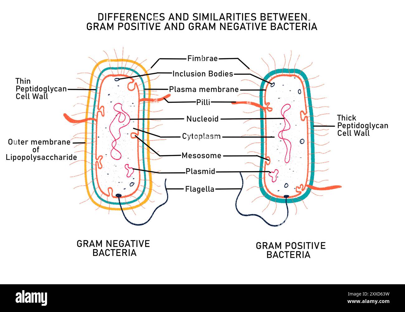 Die Abbildung zeigt die grundlegenden strukturellen Unterschiede zwischen grampositiven und gramnegativen Bakterien. Stockfoto