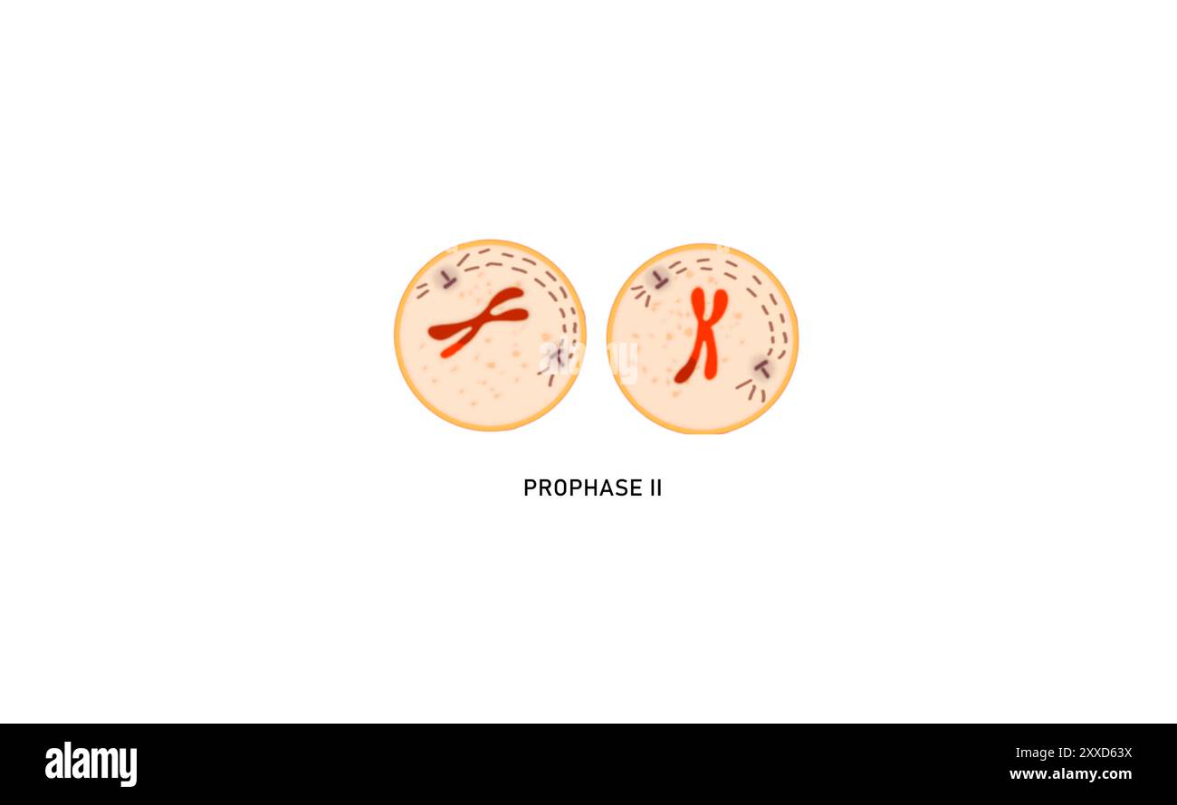 Meiosis II Prophase II, Illustration. Während der Prophase II kondensieren die Chromosomen und es entsteht ein neuer Satz Spindelfasern. Die Chromosomen beginnen sich in Richtung des Äquators der Zelle zu bewegen. Stockfoto