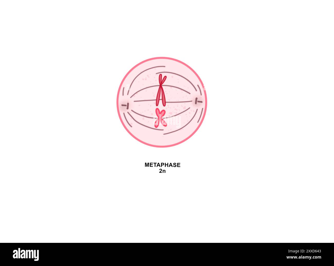 Metaphase, Illustration. Metaphase ist die dritte Phase der Mitose, bei der dupliziertes genetisches Material, das im Zellkern einer Mutterzelle getragen wird, in zwei identische Tochterzellen getrennt wird. Stockfoto