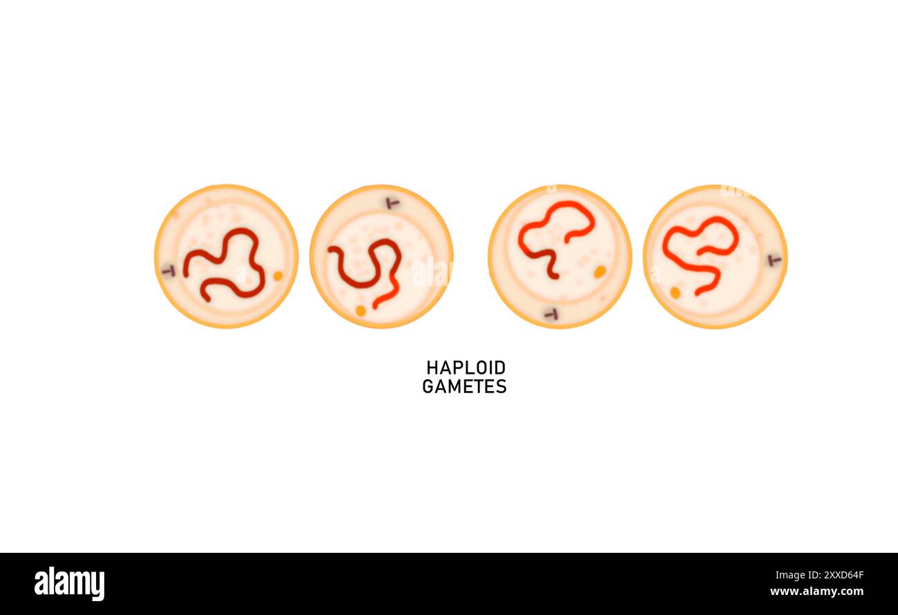 Meiosis II Telophase II, Illustration. Jede Tochterzelle ist haploid (hat die Hälfte der Gesamtzahl der Chromosomen der ursprünglichen Zelle). Stockfoto