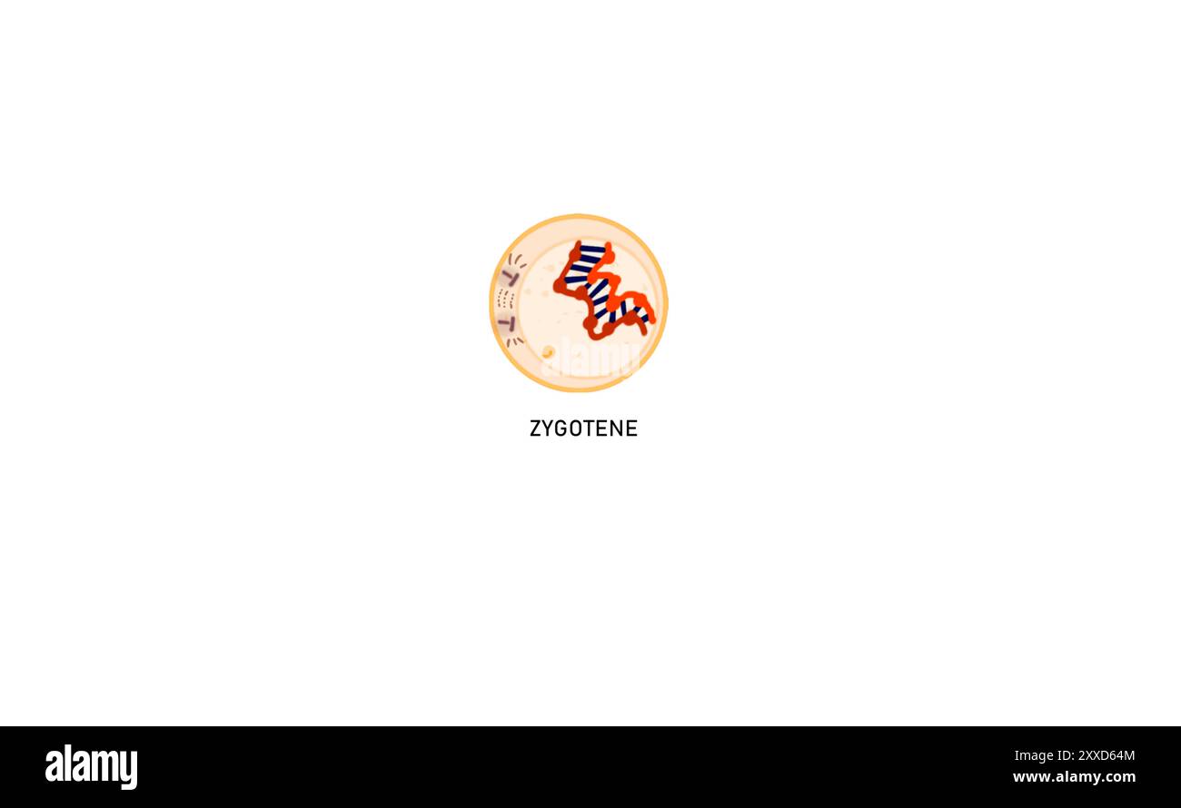 Meiosis I Prophase I Zygoten, Illustration. Zygoten ist das zweite Stadium der Meiose-Prophase I. in diesem Stadium erfolgt die Paarung homologer Chromosomen durch den Prozess der Synapse. Stockfoto