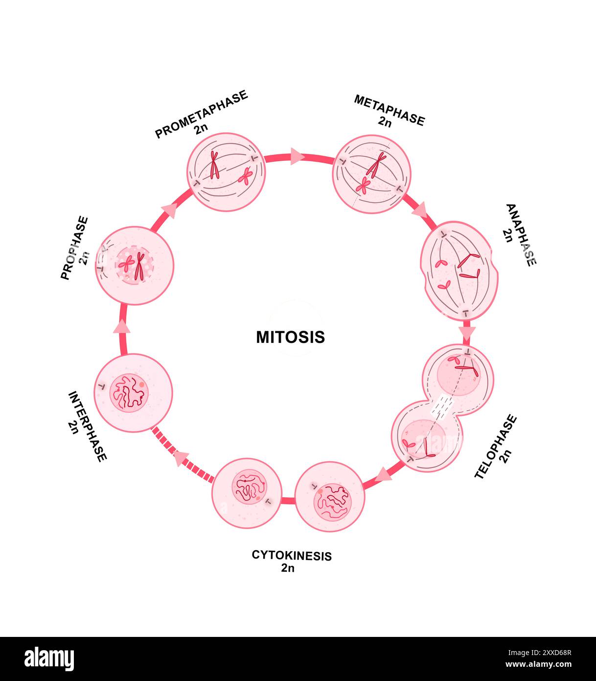 Mitose, Illustration. Mitose ist der Prozess, bei dem eine Zelle ihre Chromosomen repliziert und sie dann trennt, wobei zwei identische Kerne zur Vorbereitung der Zellteilung entstehen. Stockfoto