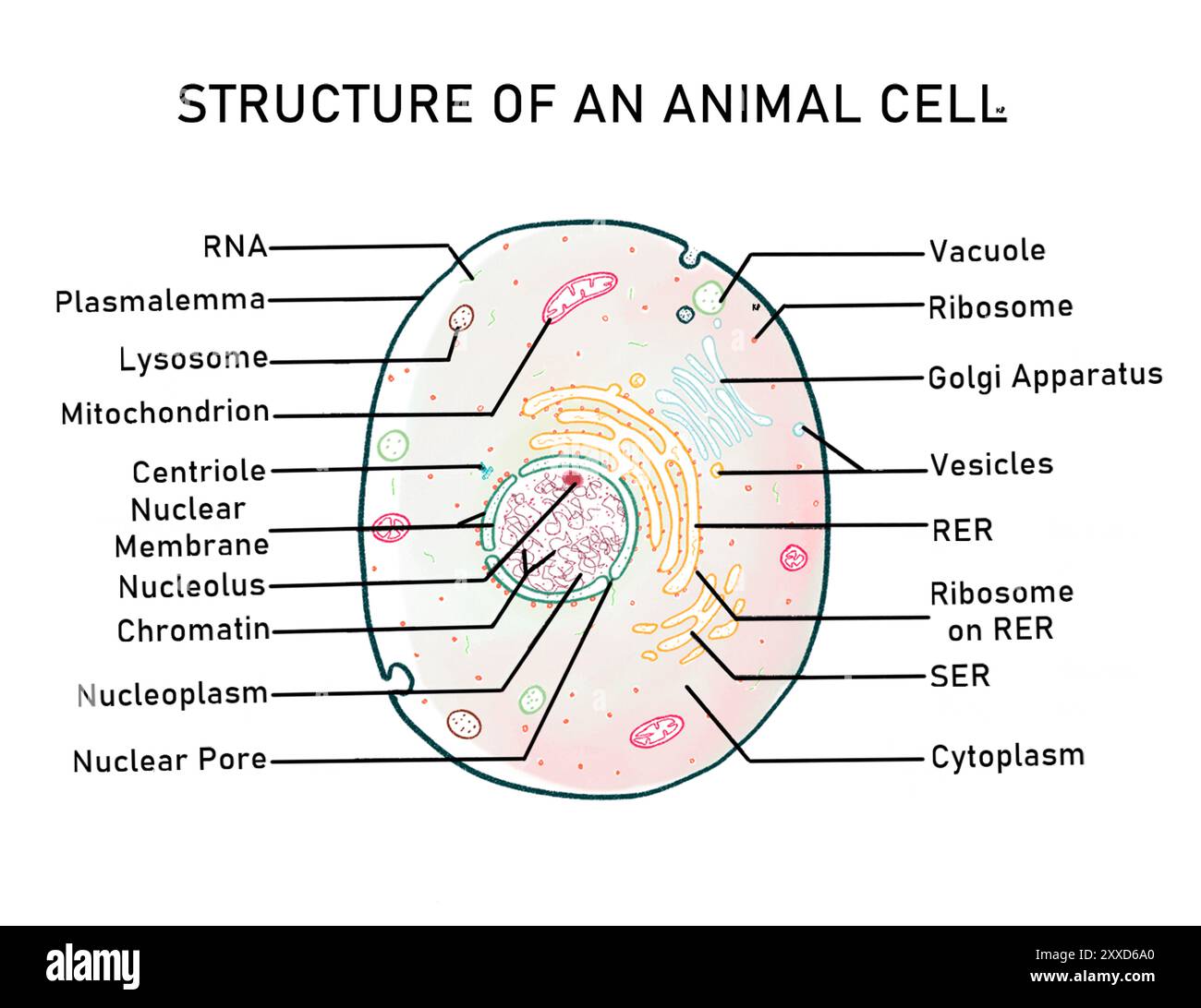 Struktur einer tierischen Zelle, Illustration. Tierische Zellen sind eukaryotische Zellen, die Zellen sind, deren Kern durch eine Kernmembran gebunden ist. Stockfoto