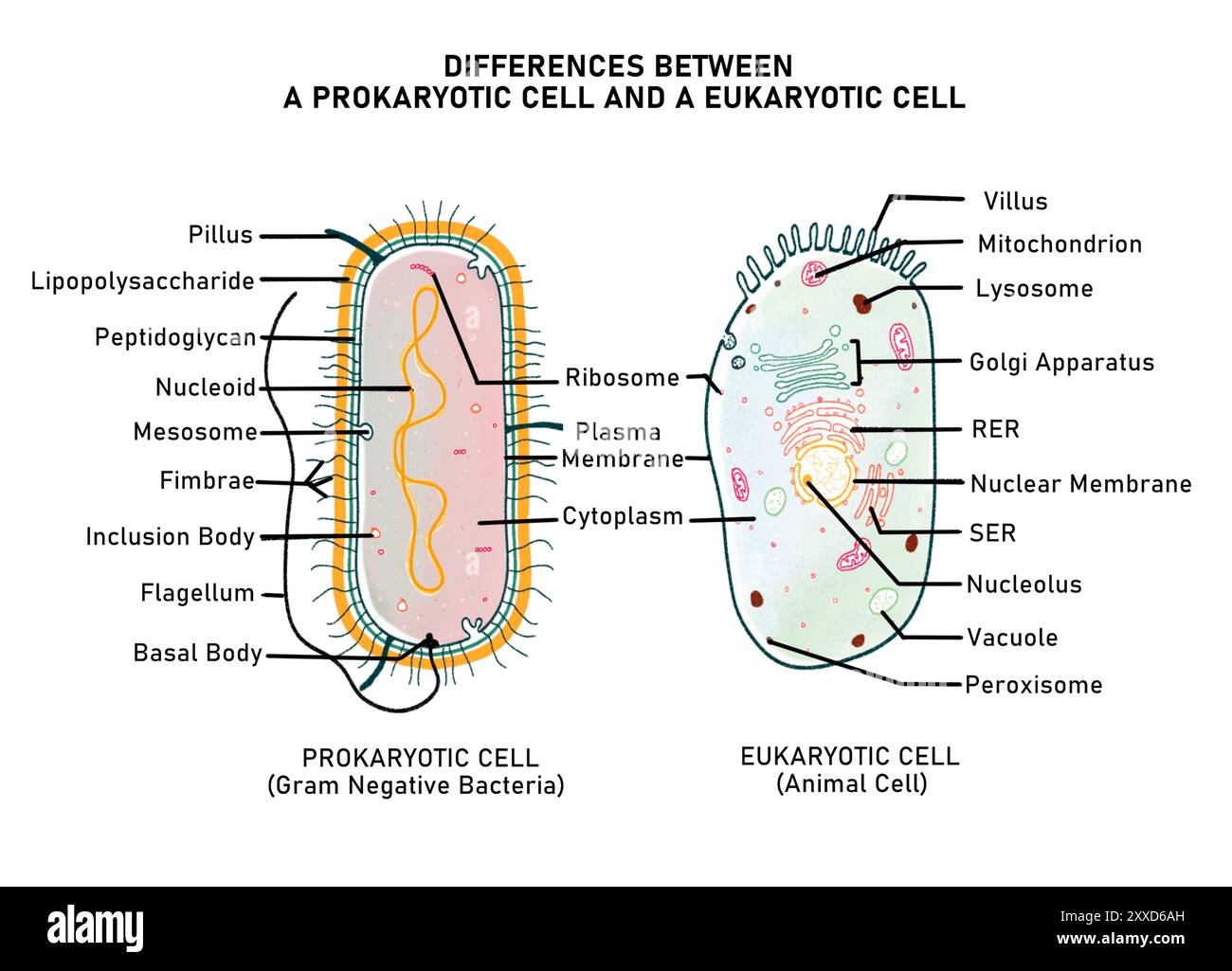 Abbildung der Unterschiede zwischen einer prokaryotischen Zelle und einer eukaryotischen Zelle in Bezug auf das Vorhandensein oder Fehlen einer Zellwand, membrangebundene Organellen und die Organisation des Kernmaterials. Stockfoto