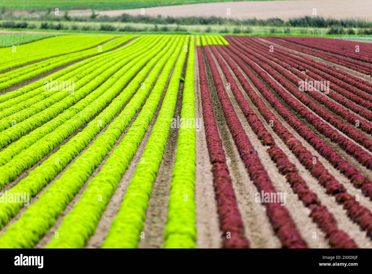 Feldsalat, Lollo bionda und Lollo rossa, Niedersachsen, Deutschland, Europa Stockfoto