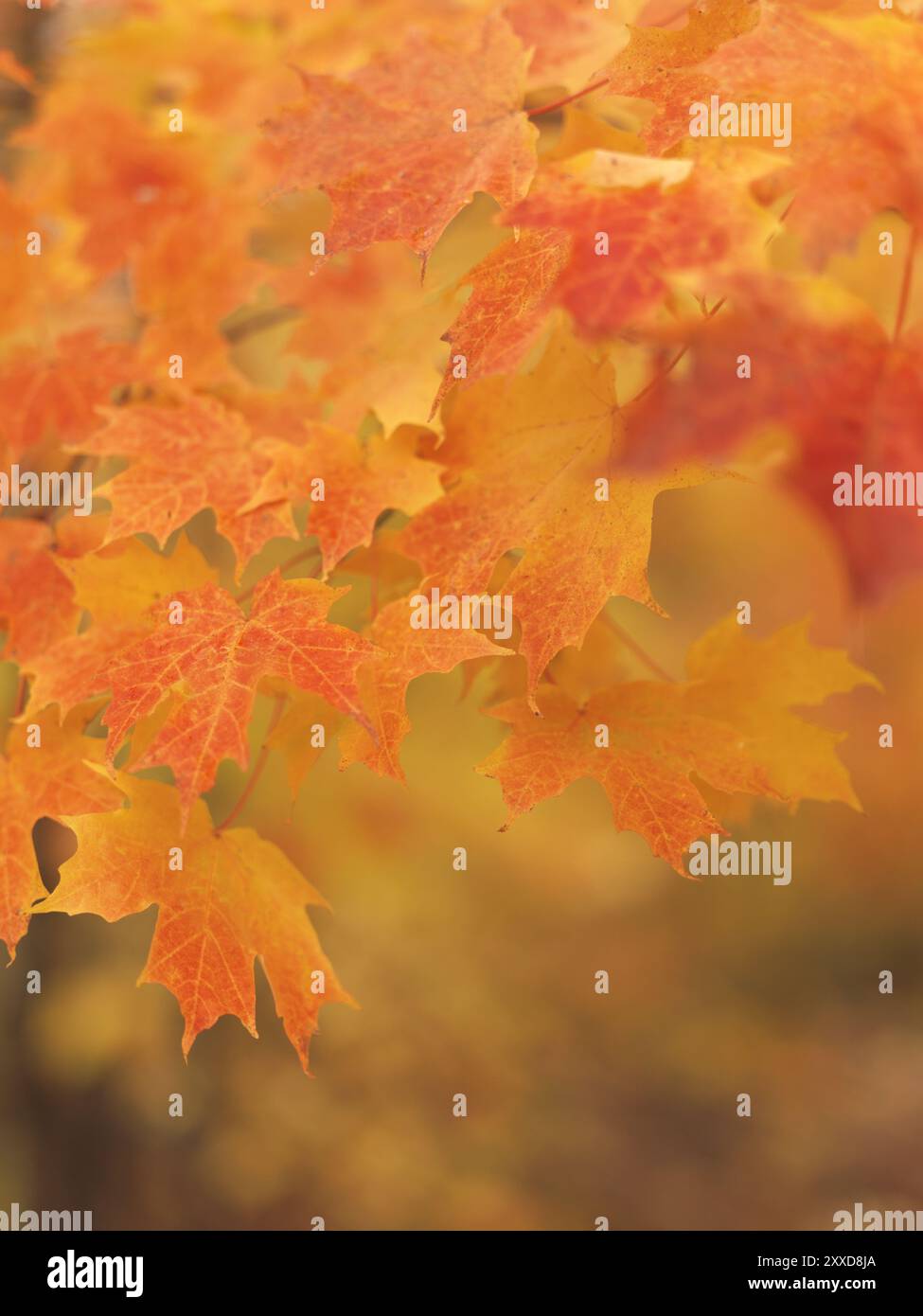 Flachfokus-Foto von roten Ahornblättern fällt in die Natur. Ontario, Kanada, Nordamerika Stockfoto