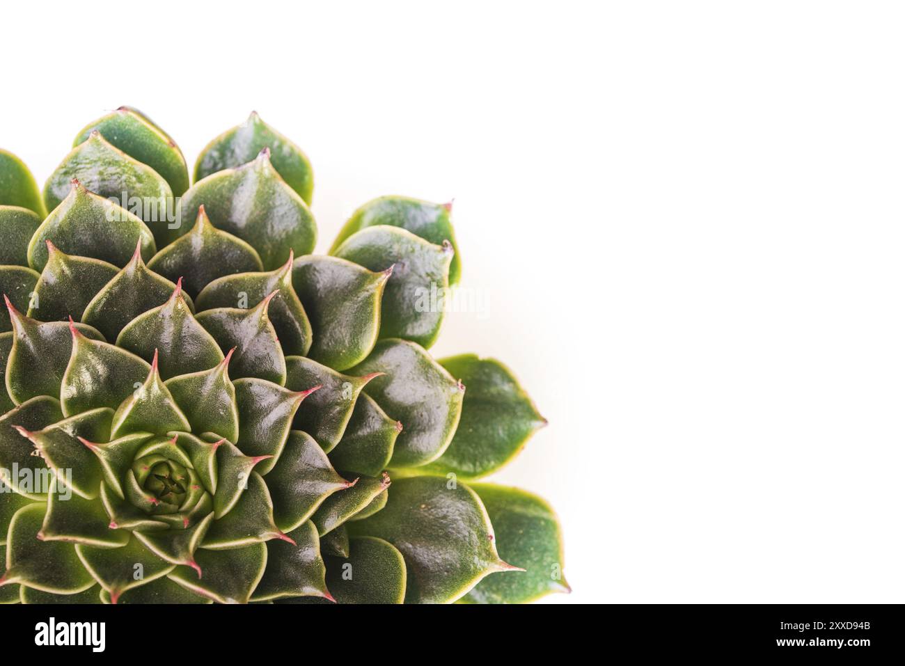 Abstrakte Nahaufnahme des grünen natürlichen Rosettenmusters einer saftigen Pflanze, der Echeveria Capri. Abstrakter selektiver Fokus, Makro isoliert auf Stockfoto