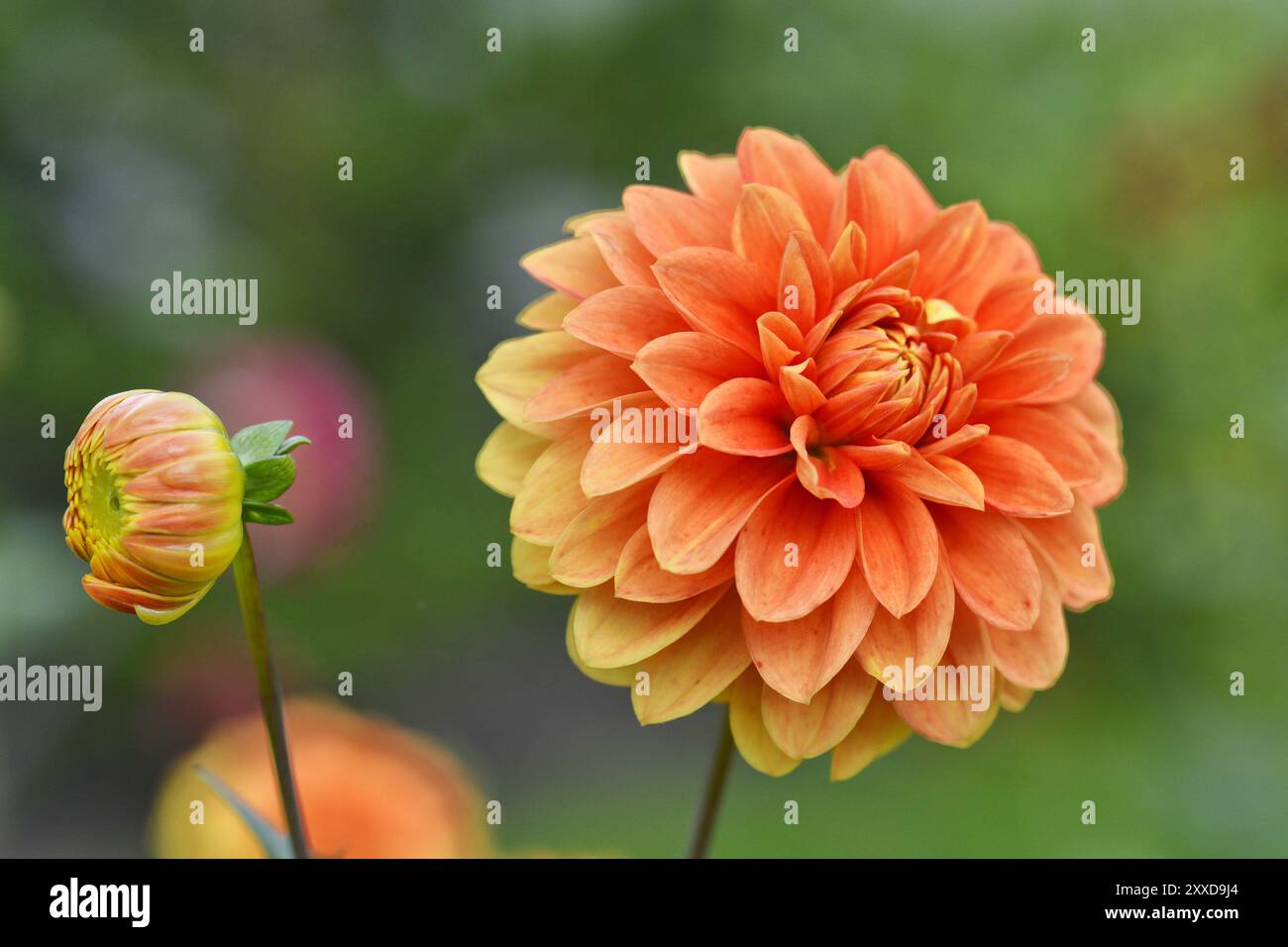 Ball-Dahlia (Dahlia), Sorte 'Wigo Super', Flower orange, Deutschland, Europa Stockfoto