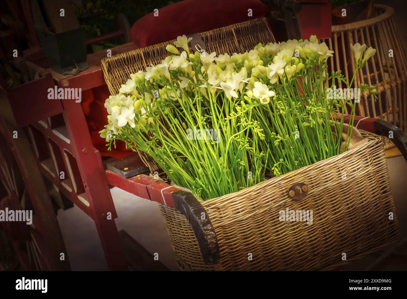 Frische gelbe und weiße Freesia Blumen Bouquet Zusammensetzung im Wagen Stockfoto