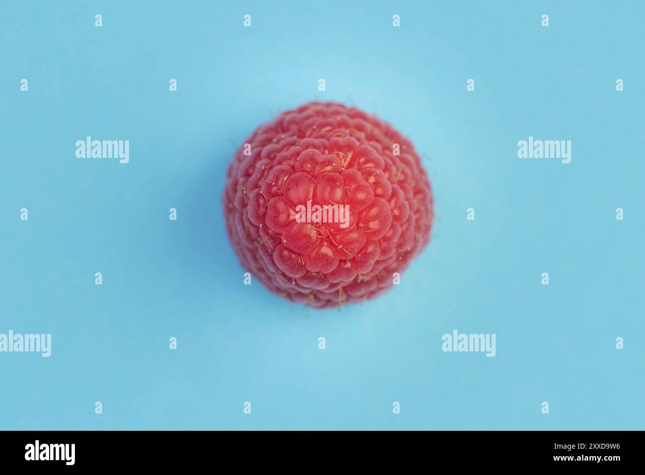 Eine reife aromatische Himbeere auf blauem Hintergrund. Ansicht von oberem Makro Stockfoto