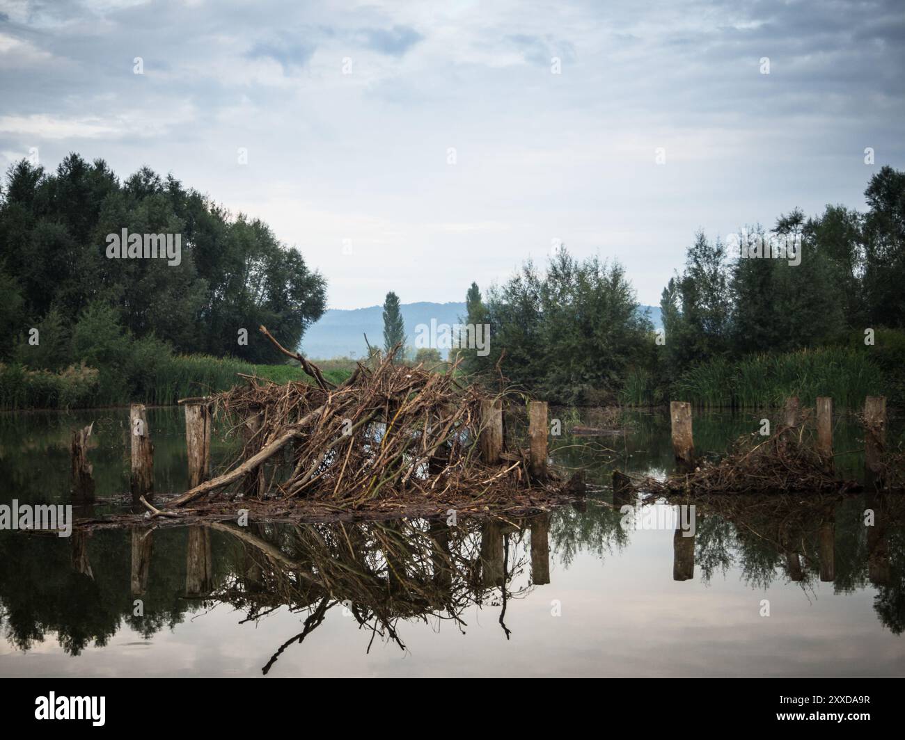 Treibholz in der Aue der Wulka im Burgenland Stockfoto