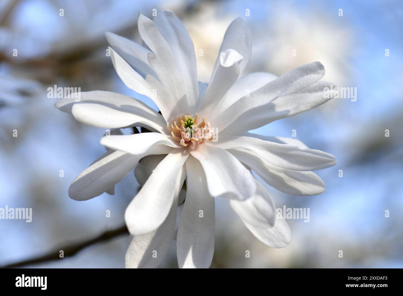 Sternmagnolie „Powder Puff“ (Magnolia stellata), weiß, Einzelblüte, Deutschland, Europa Stockfoto