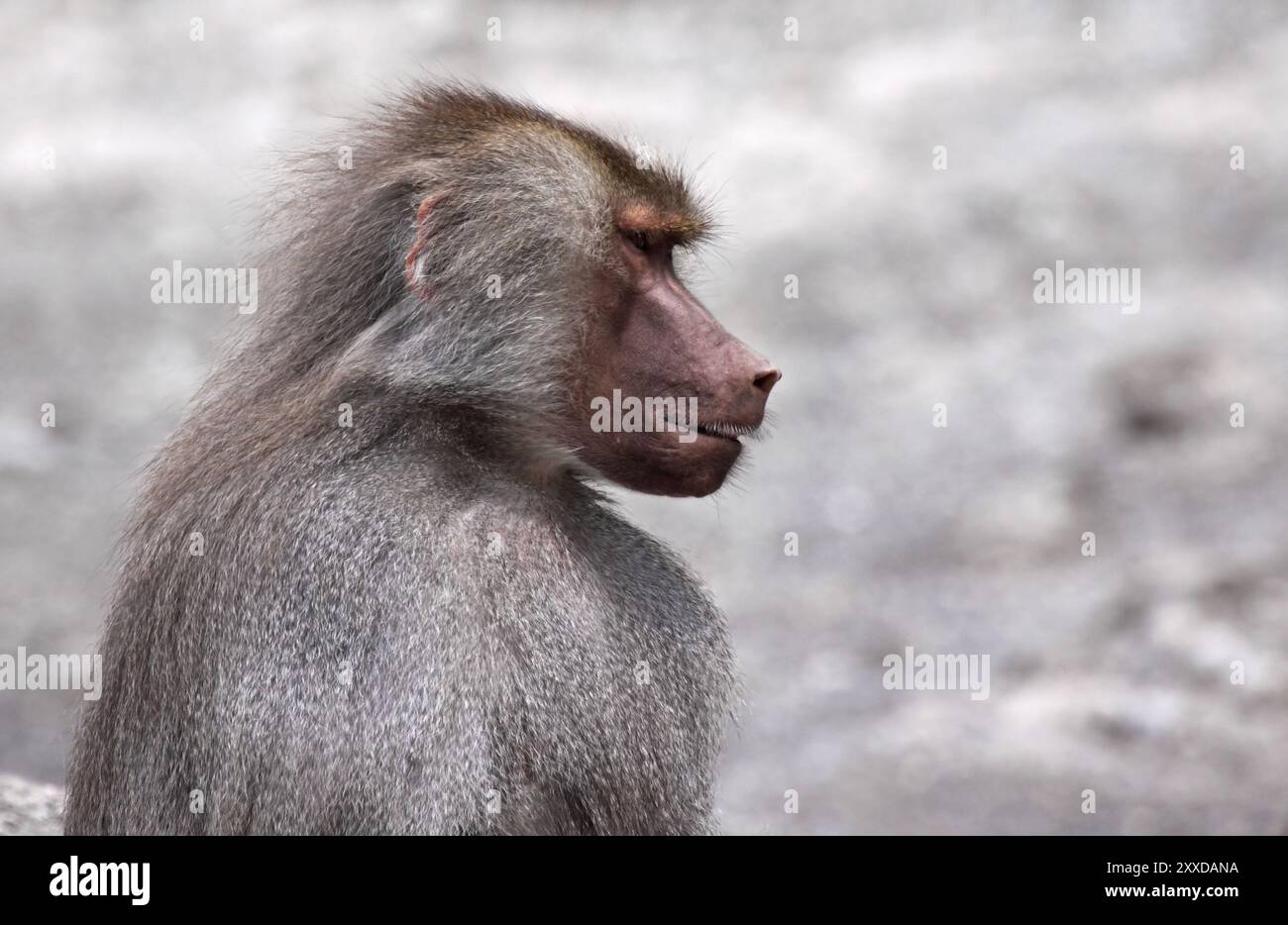 Mãhne affe -Fotos und -Bildmaterial in hoher Auflösung – Alamy, حجم الصورة 1300x934