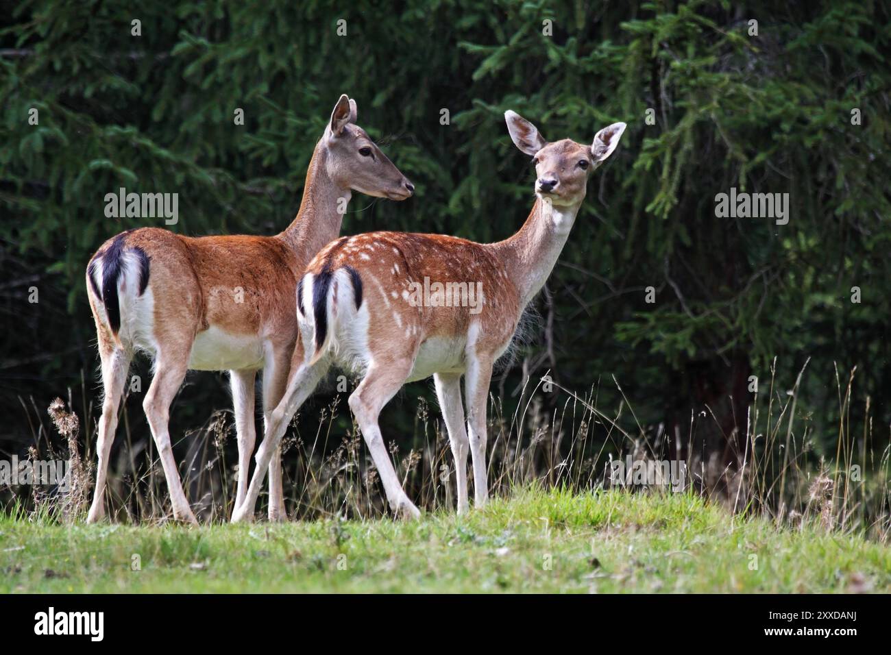 Damhirschkuh Stockfoto