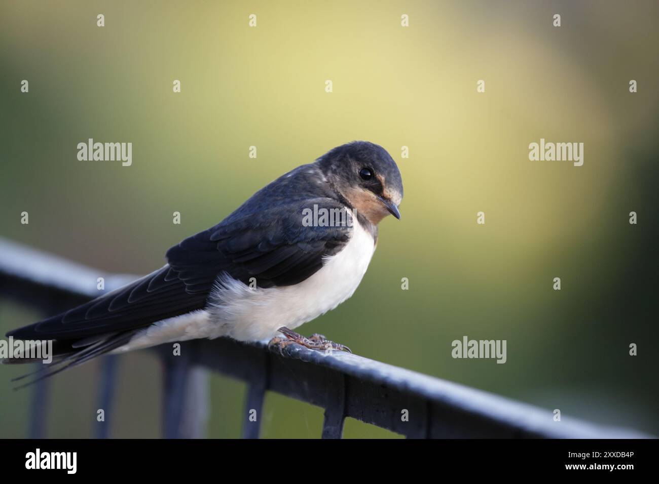 Eine Scheunenschwalbe (Hirundo rustica), die auf einem Geländer sitzt Stockfoto