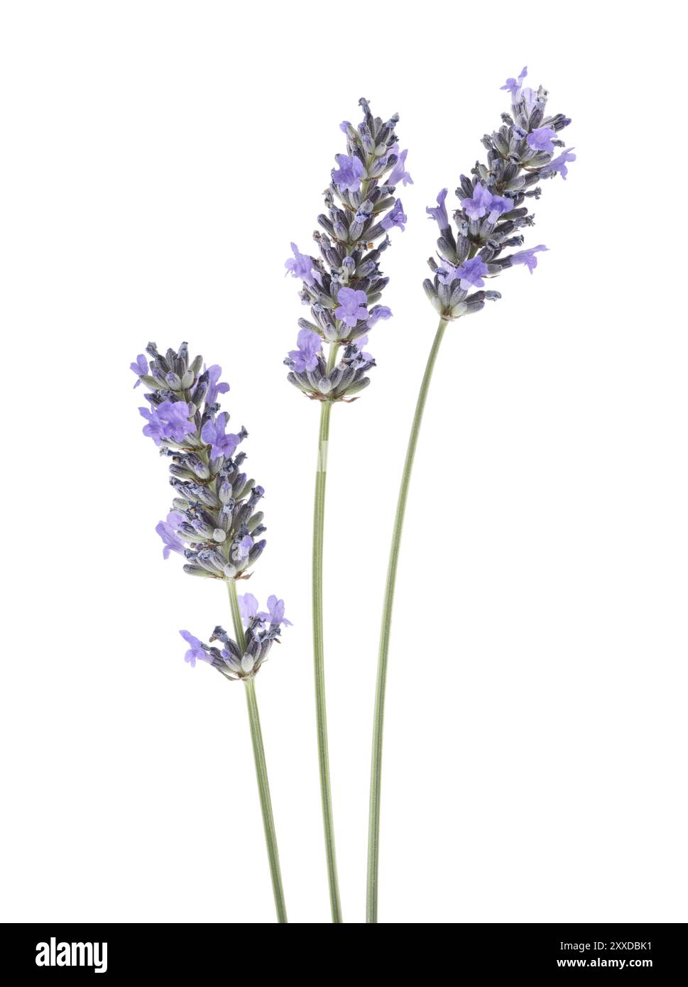 Lavendelstiele (Lavandula) mit violetten Blüten isoliert auf weiß Stockfoto