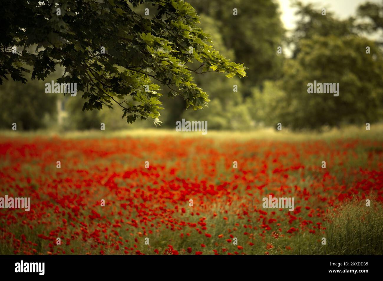 Wiese mit rotem Mohn im Frühling Stockfoto