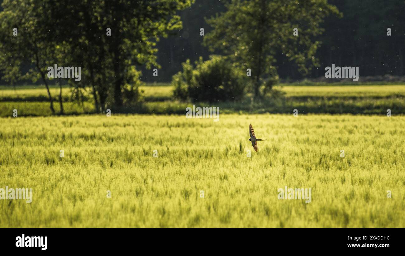 Vogel fliegt über ein Feld von Weizen in Österreich Stockfoto