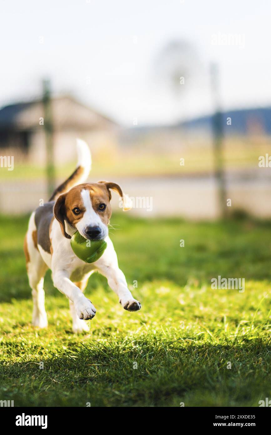 Beagle-Hund läuft im Garten mit grünem Ball auf die Kamera zu. Sonniger Tageshund holt ein Spielzeug. Kopierbereich Stockfoto