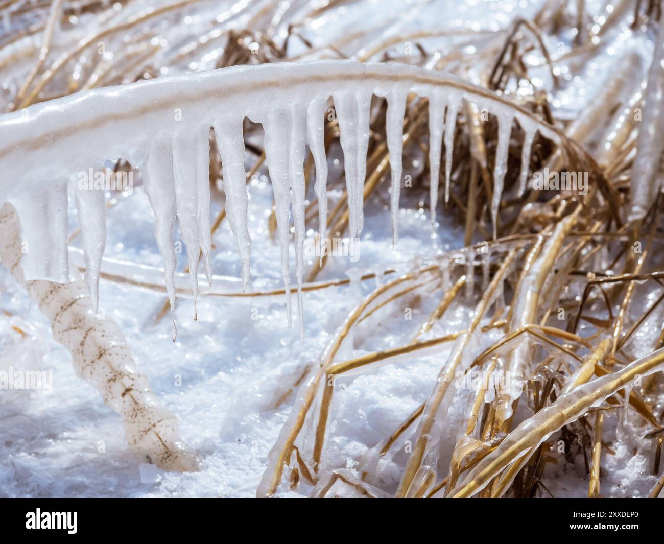 Schilf am Neusiedler See mit Eis Stockfoto