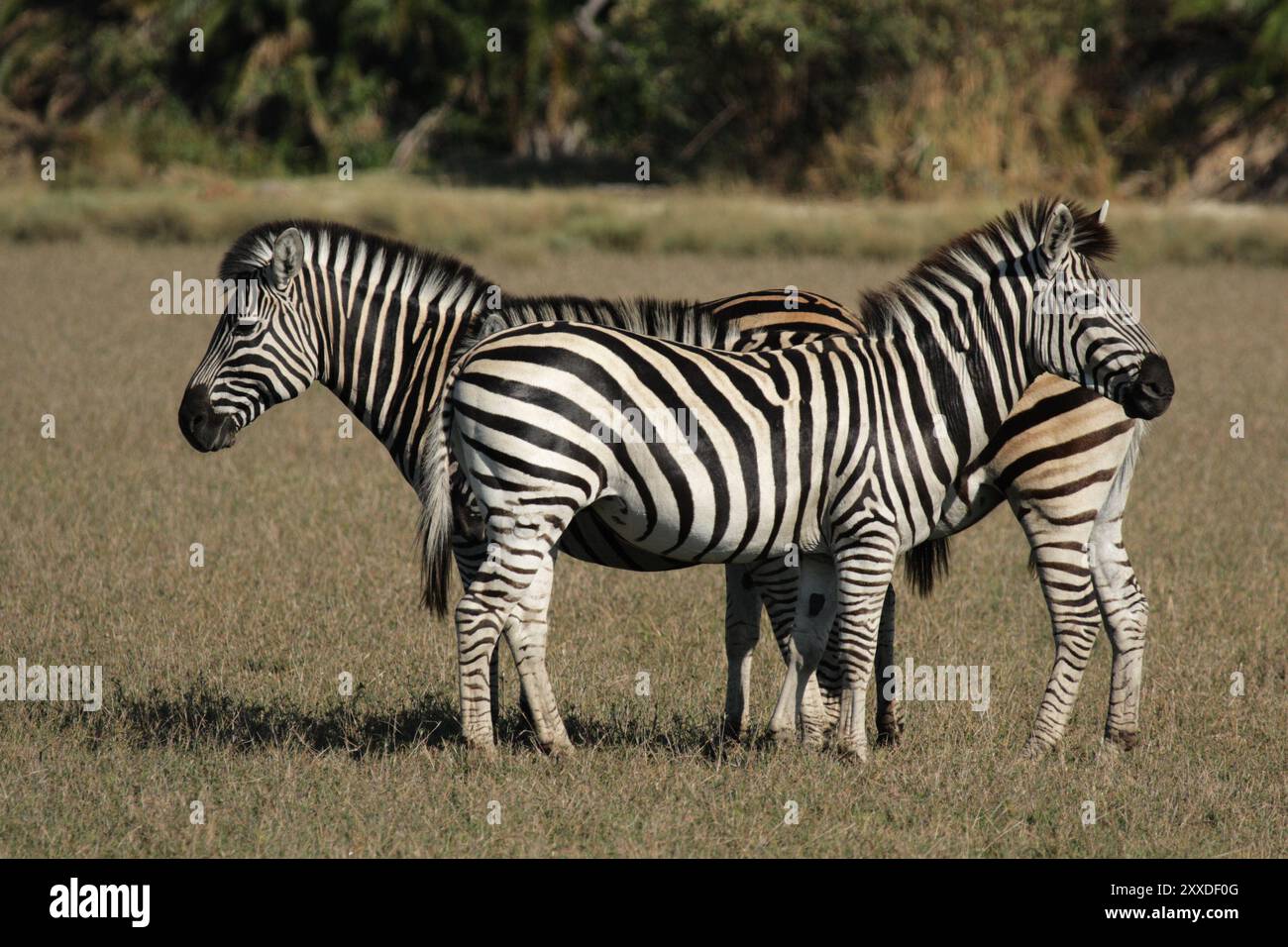 Plains Zebra (Equus quagga) im Okavango-Delta, Botswana. Plains Zebra im Okavango-Delta, Botswana, Afrika Stockfoto