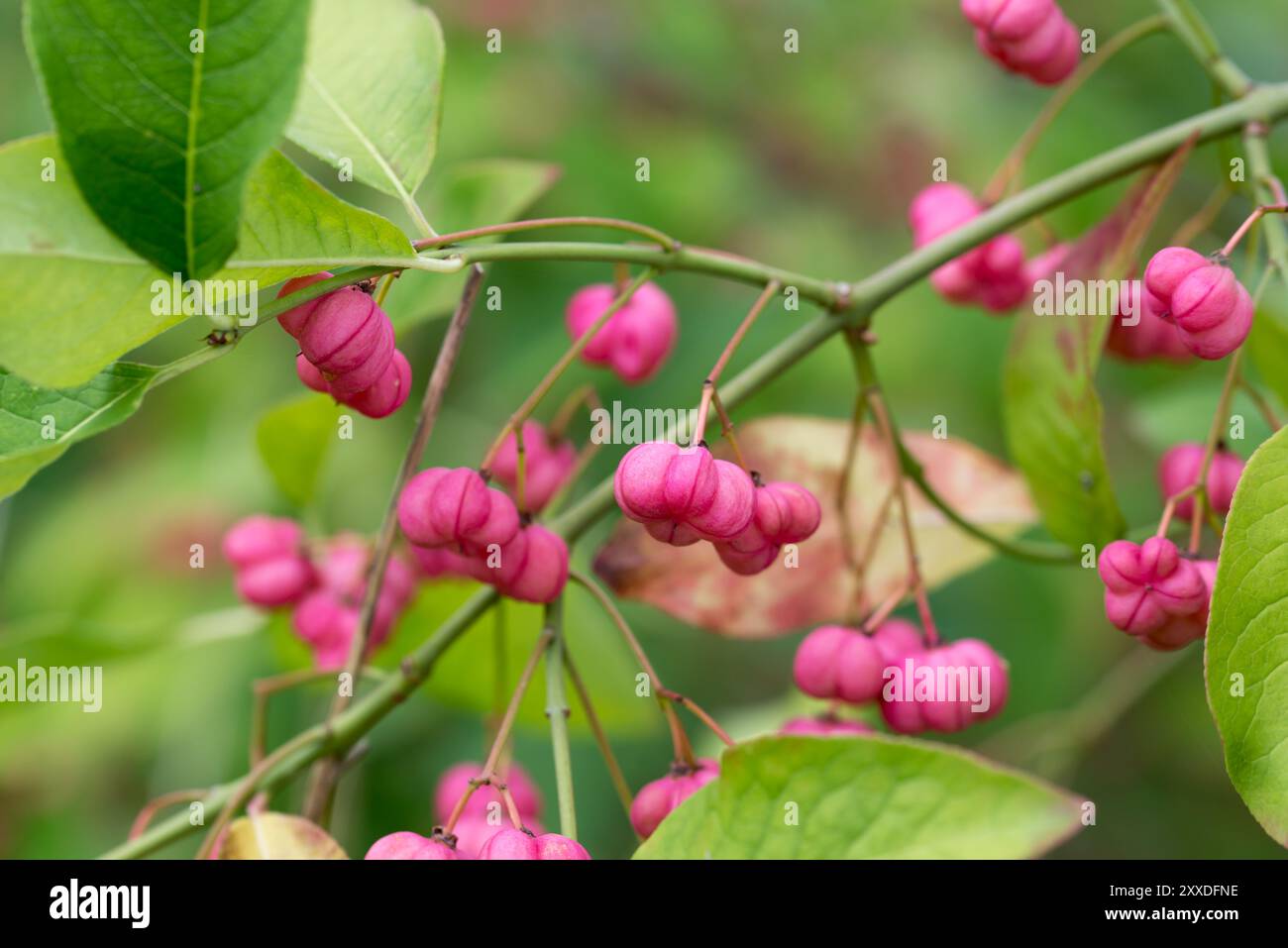 Gemeinsame Spindel, Euonymus europaeus rosa Beeren Nahaufnahme selektiver Fokus Stockfoto