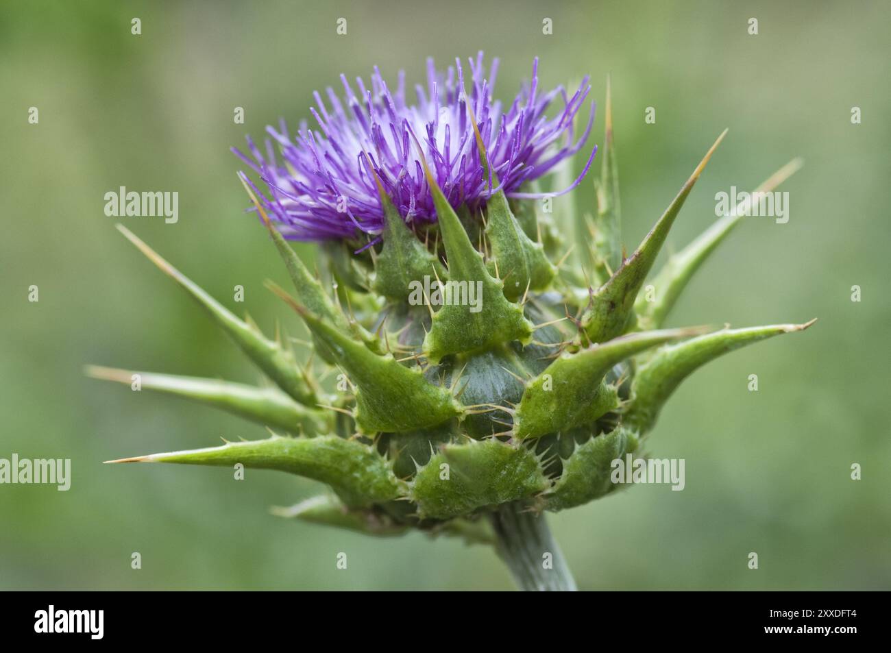 Carduus marianus (Silybum marianum), Blumenviolett, Deutschland, Europa Stockfoto