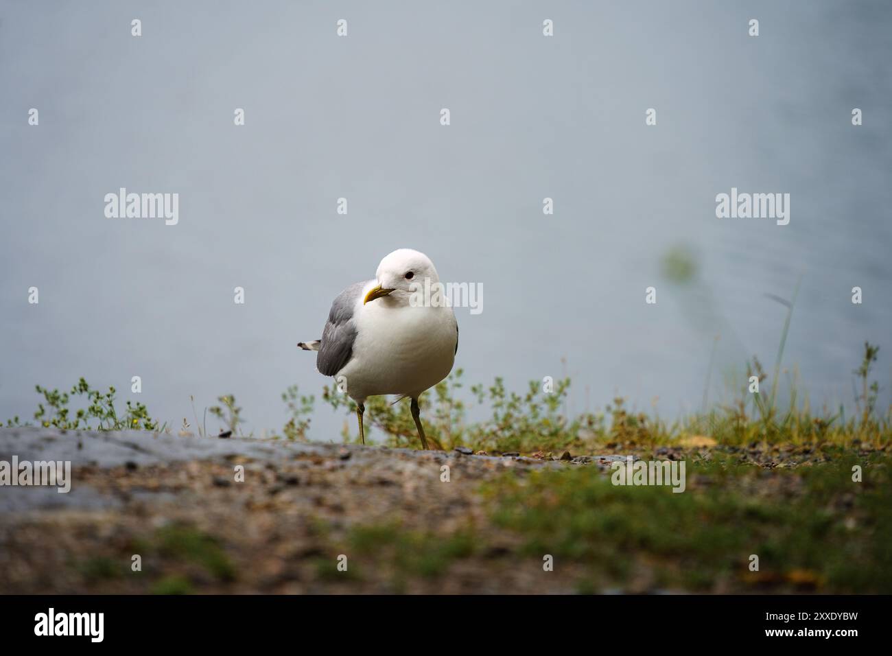 Gemeine Möwe (Larus canus) an einem Seeufer in Finnland Stockfoto