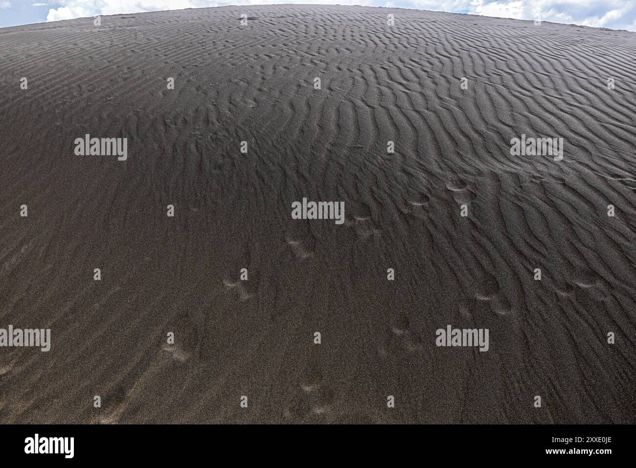 Shifting Sands, hochmagnetische Vulkanasche, östliche Serengeti-Ebene, Ngorongoro Conservation Area, Tansania Stockfoto