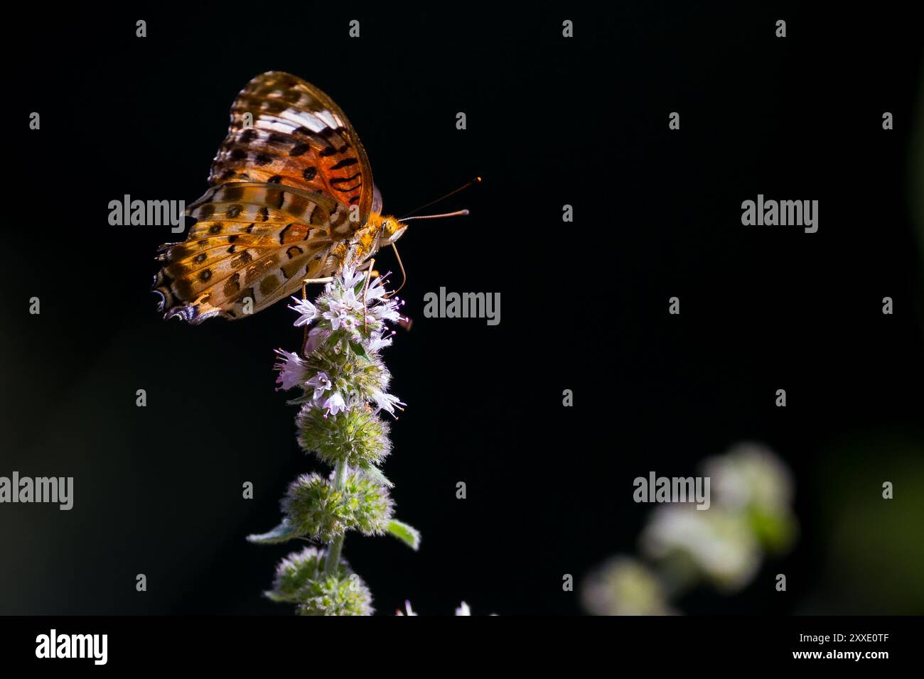 Ein tropischer oder indischer fritillärer Schmetterling (Argynnis hyperbius) in einem Park in Kanagawa, Japan. Stockfoto