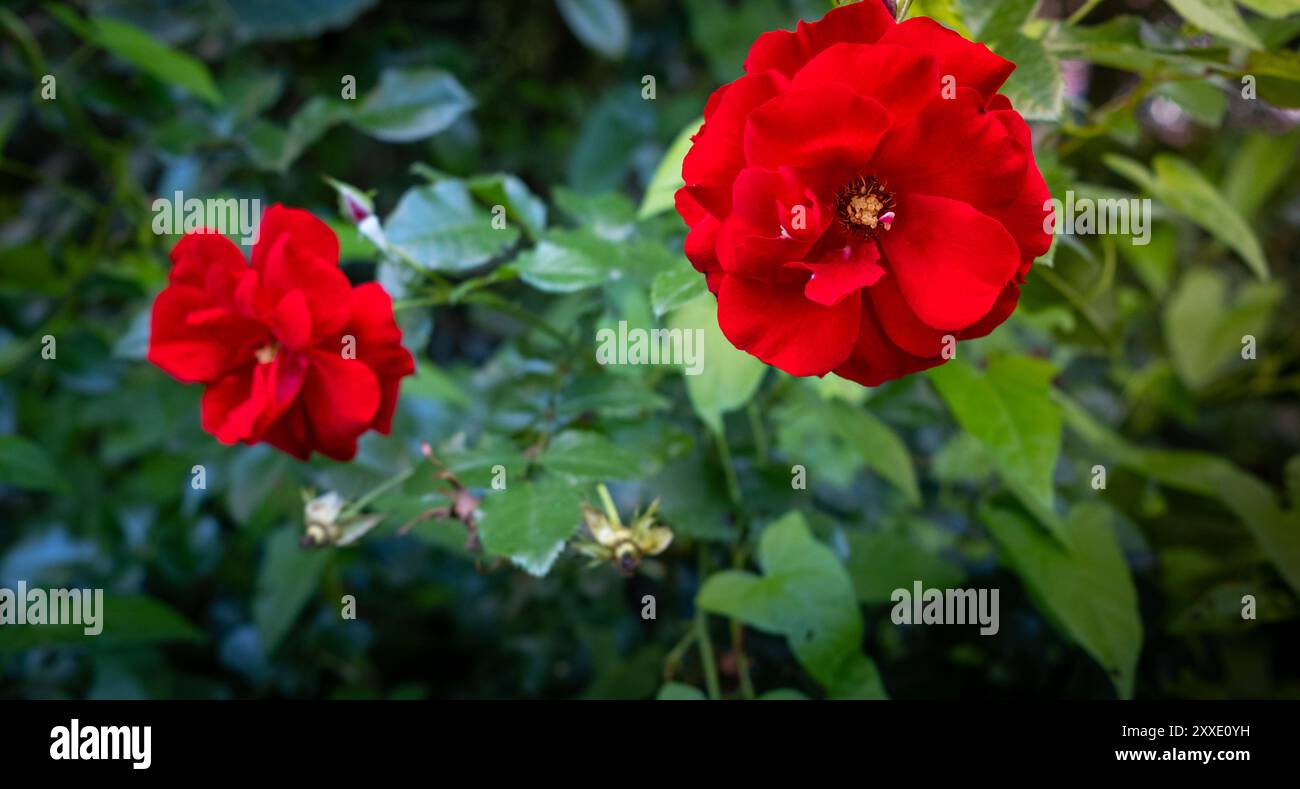 Nahaufnahme von leuchtenden roten Rosen in voller Blüte vor einem üppigen grünen Hintergrund, die die Schönheit und Eleganz der Natur einfangen. Stockfoto