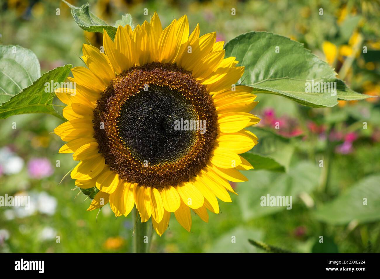 Sonnenblume in der Wiese *** Sonnenblume auf der Wiese Stockfoto