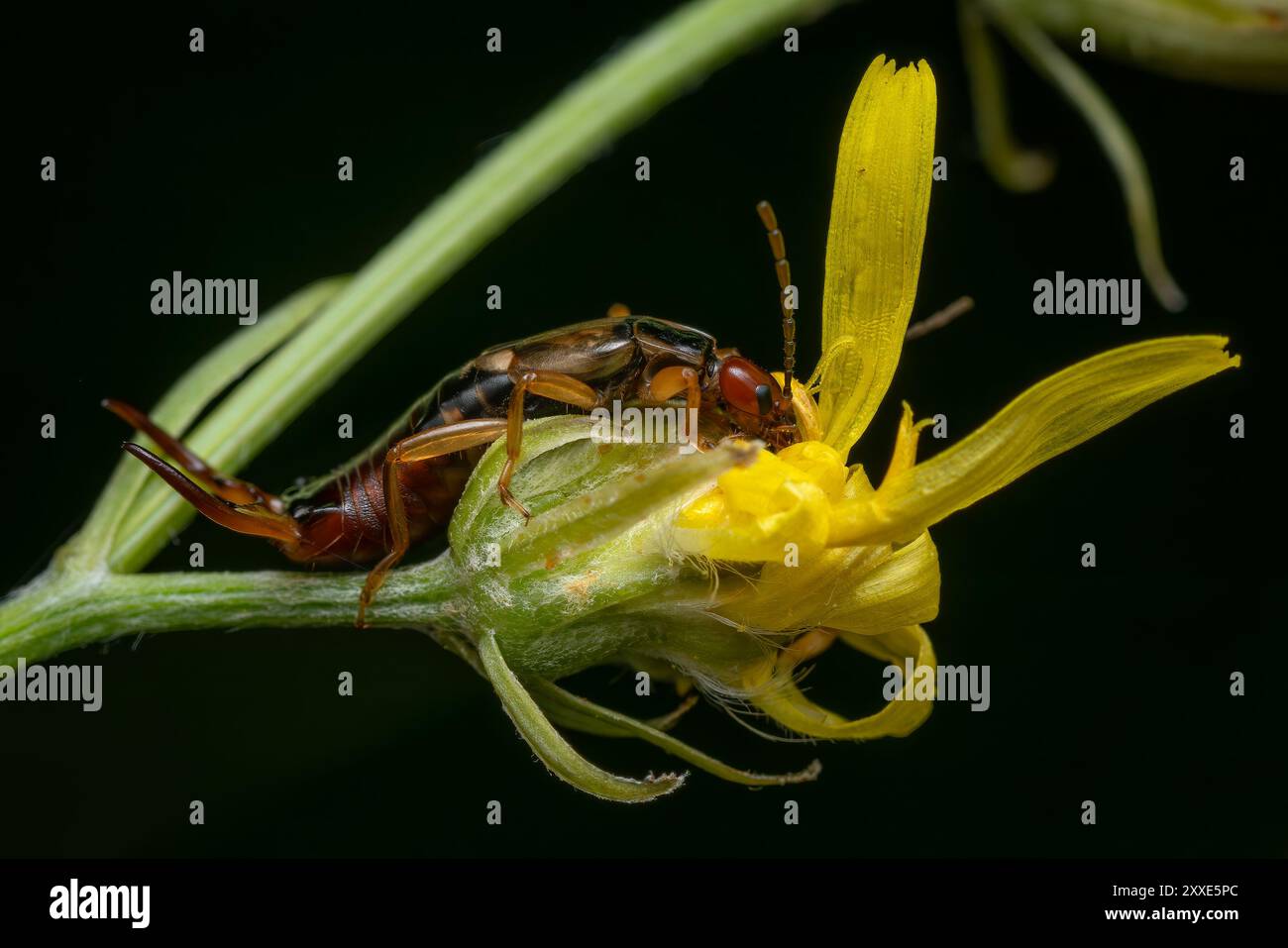 Ohrmuschel - Forficula auricularia, rötlich-braunes Insekt aus europäischen Häusern, Küchen, Gärten und Wiesen, Zlin, Tschechische Republik. Stockfoto