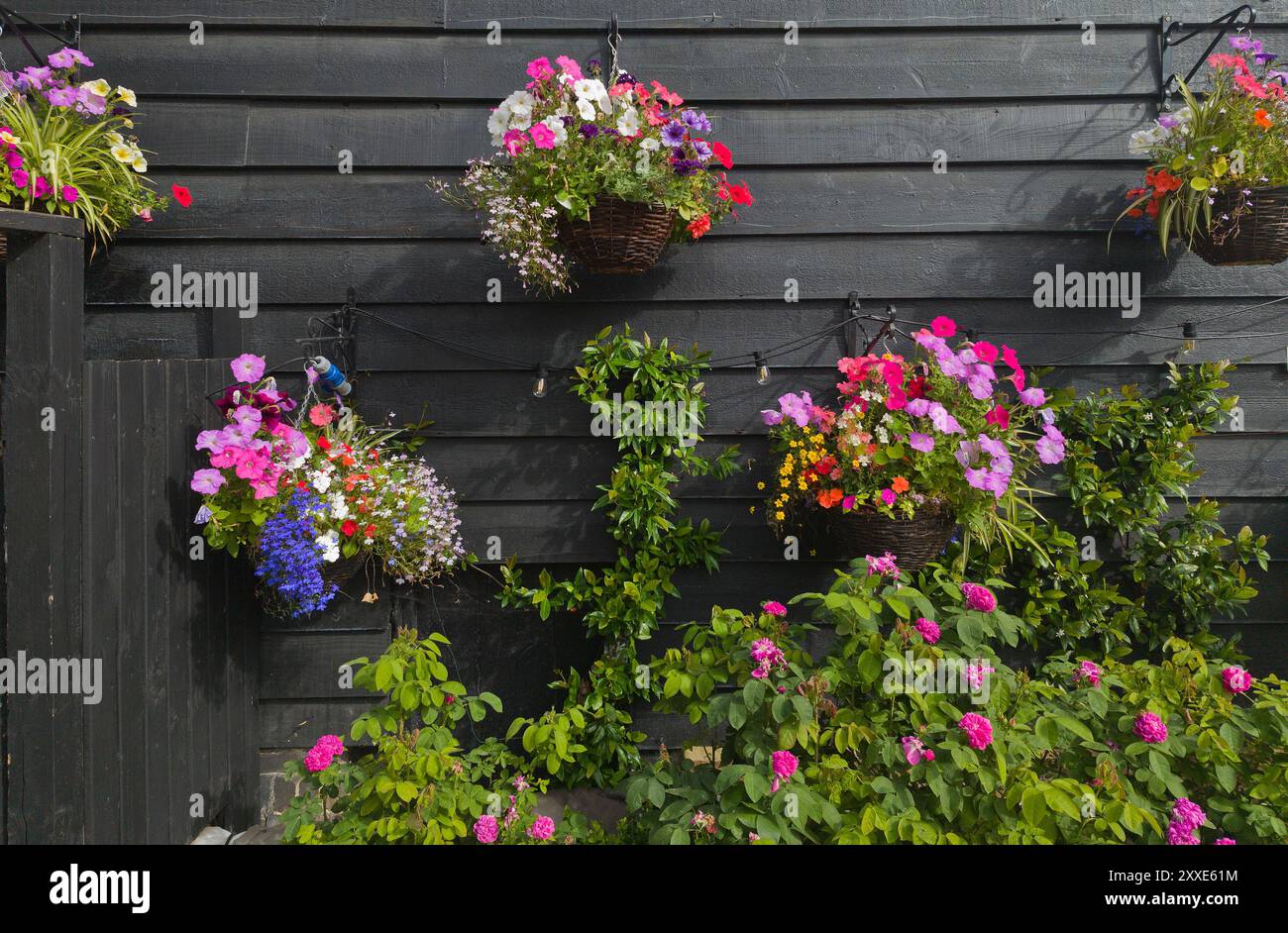 Hängende Blumenkörbe auf schwarzem Zaungrund Stockfoto